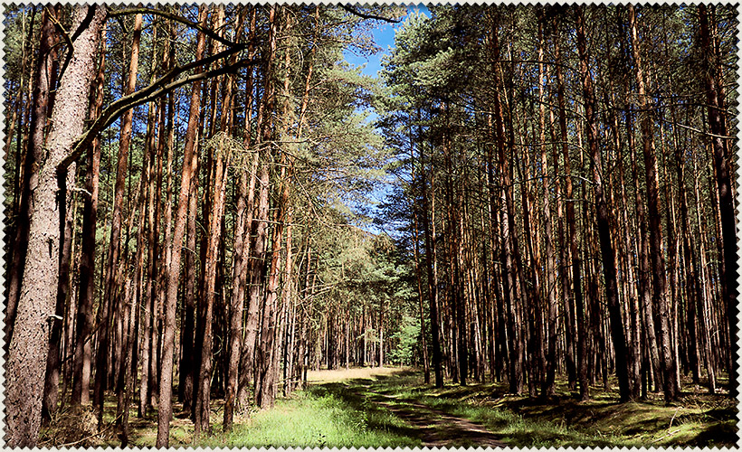 Ihr Wald, in dem Sie Sonnenstrahlen durch Blätter brechen sehen.